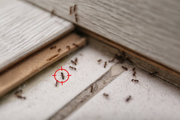 Best Termite Control Services  in Bellefontaine, OH
